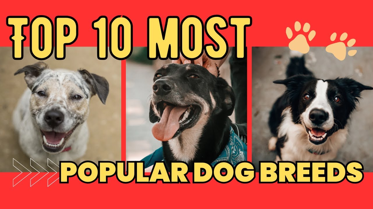 Top 10 Most Popular Dogs in the World! 🐕 (You’ll Be Shocked!)