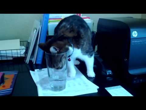 Kelsey Cat