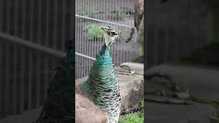 Short 0179 #pfau #peacock #birds #wildlife #nature #natur #kaisergarten