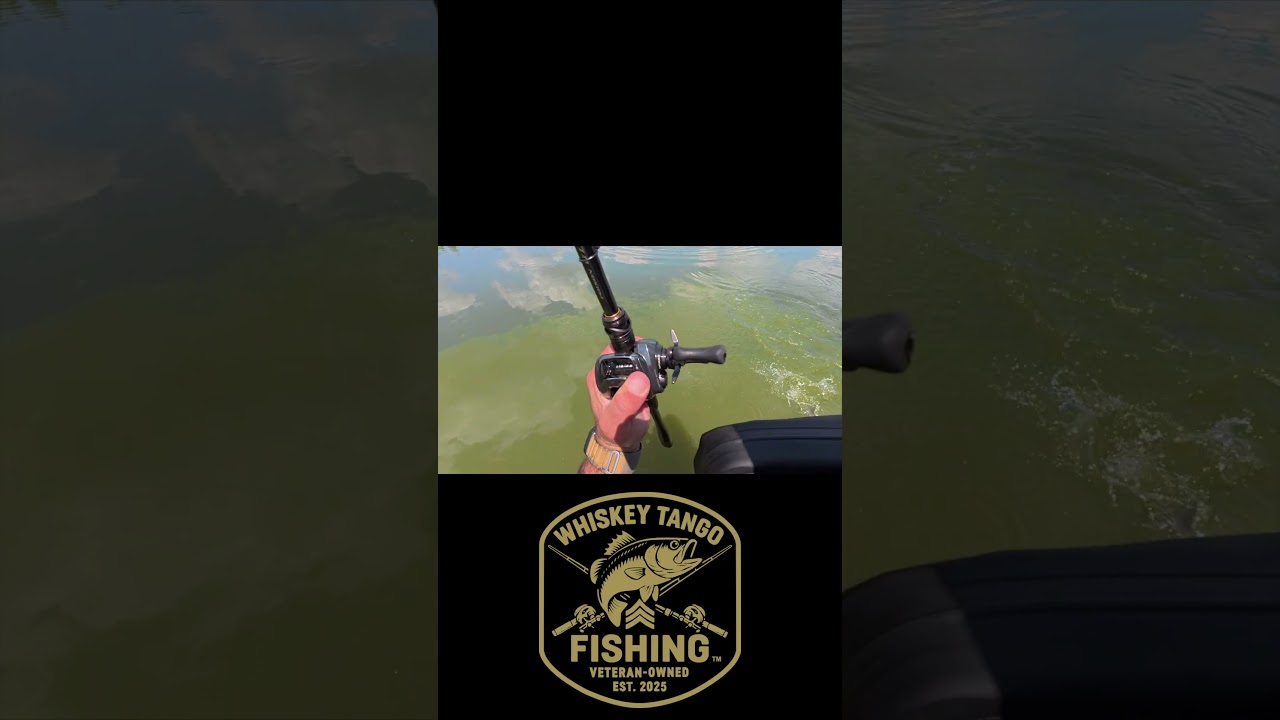 WTF Daily Catch Cam 174