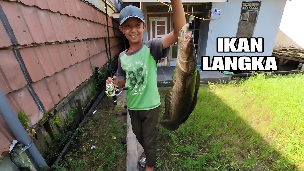 7 hari mancing di perumahan menggunakan teknik yang sulit dilakukan