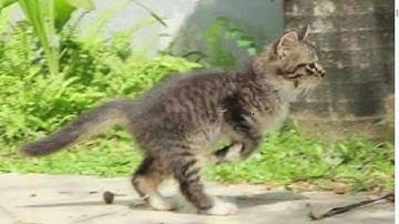 Image zoom and drag - chrome extension