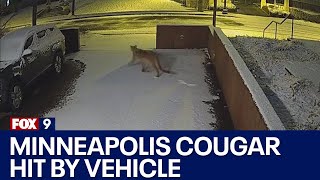 Minneapolis cougar hit by vehicle