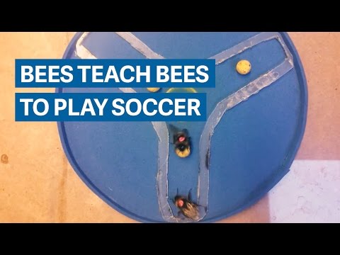 These bees taught their friends to play bee soccer