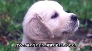 ごみを拾う犬もも子 　「ごみポイ捨て禁止条例」制定のきっかけになった名犬