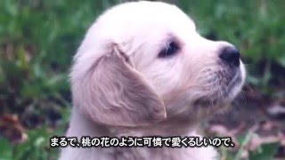 ごみを拾う犬もも子 　「ごみポイ捨て禁止条例」制定のきっかけになった名犬