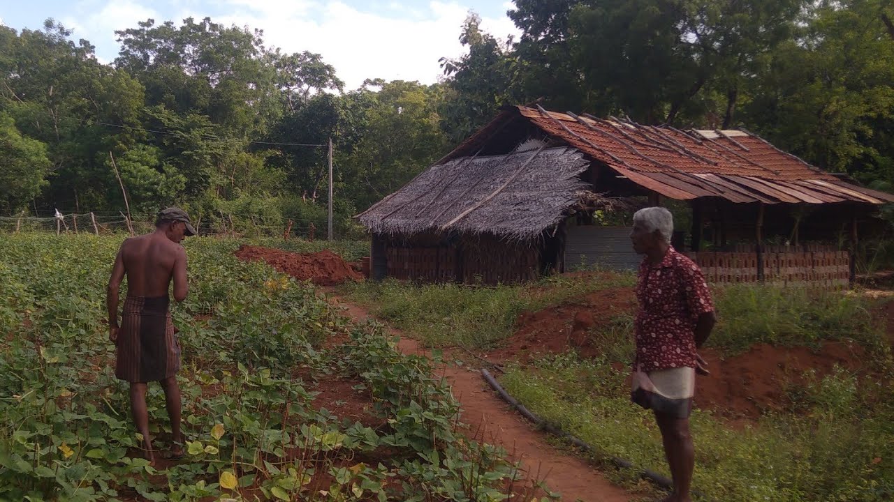තිලක මාමයි  වාඩ්යට🌱🌶️|🌴#vadiya 