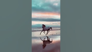 و أعدوا لهم ما استطعتم من قوة و من رباط الخيل ترهبون به عدو الله....|مسافر مع آيات الله