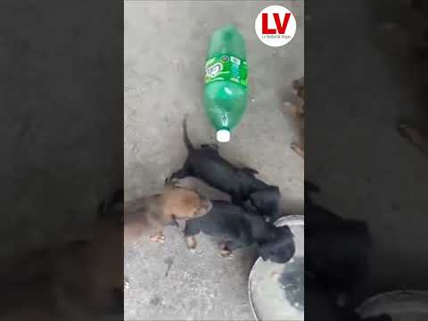 Abandonaron a cachorros en Canaima