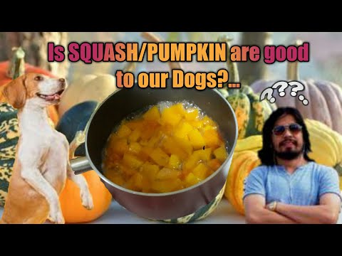 good source of fiber for dogs