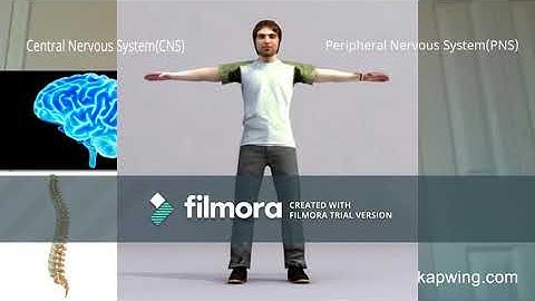 The Nervous System (Breakthrough Challenge Submission)