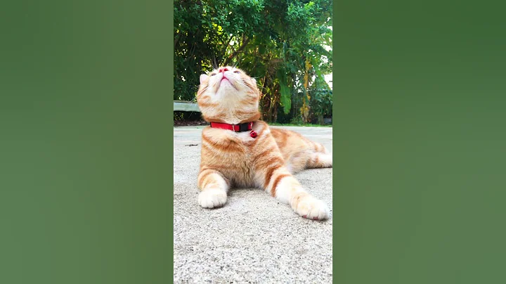 Watch the video about #sugar #scottish fold #cat relax laying in the outdoor morning