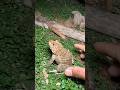 Funny frogs Catching | Wep wep catching frogsfunnyboing catch frogs make you laugh#shortsfeed