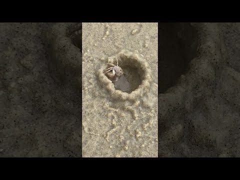 Crab Quickly Constructs New Home || ViralHog