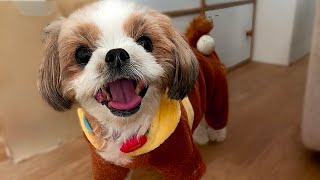 it-dogs ヒヨコのカラフルチュチュ　Ｓ YouTube