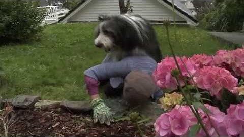 Margot og hunden