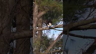 This Eagle with too much branch  #wildlife #wildbirdlife #wildeagle #baldeagle #eaglelife