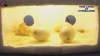 Time Lapse Ducklings hatching