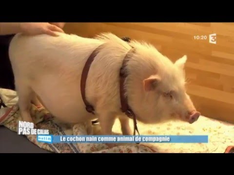 Vidéo: Comment Prendre Soin D'un Mini Cochon