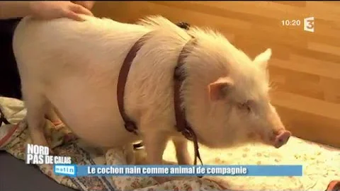 Est-ce qu'un cochon nain est propre ?