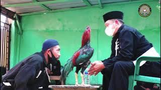 Lihat Tes Ayam Jago PSHT  Tahun  2021 | Tes Ayam | psht pusat madiun | sh terate Pusat Madiun