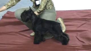 цвергшнауцер сука откр.кл.Victorious Star Zoe цвергшнауцер сука откр.кл.Victorious Star Zoe