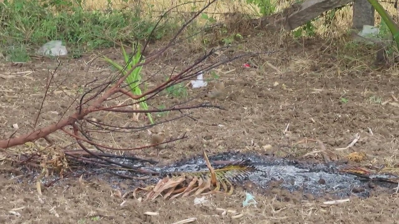 Grey francolin கௌதாரி