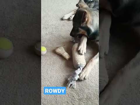 ROWDY IS IN HOUTEN NEDERLAND