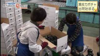 【師走は動く】黒皮カボチャ出荷（宮崎市）