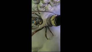 LIVE🔴Catching Fish While Diving!|다이빙하고 잡기飛び込みと捕獲.#fishing #diving 2026-05-31 09:10:17