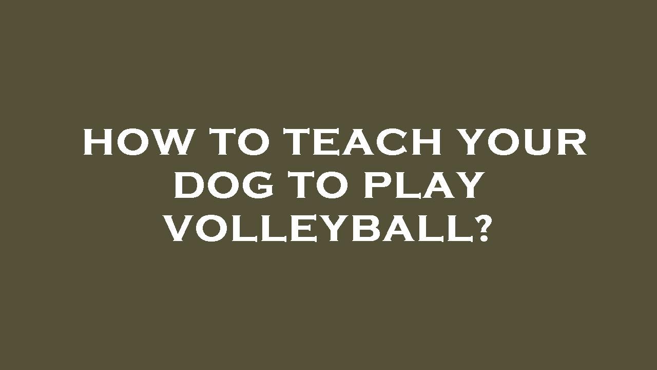 How to teach your dog to play volleyball? YouTube