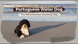 Portuguese Water Dog – The Adventurous Working Dog