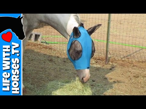 NEW FLY BOOTS & FLY MASKS