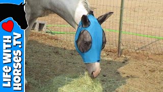 NEW FLY BOOTS & FLY MASKS