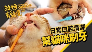 How to brush your cat's teeth?LAMUNCATS ♧