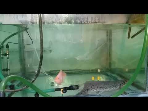 West African lungfish