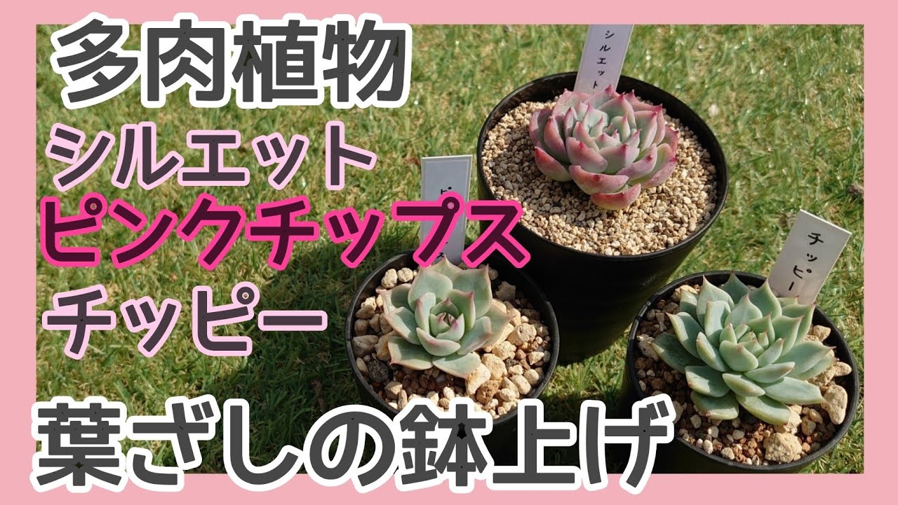 多肉植物】#47 葉挿しの鉢上げ シルエット・ピンクチップス・チッピー