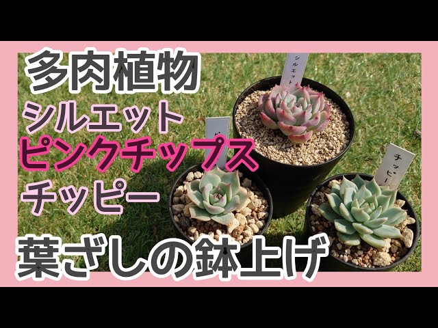 多肉植物】#47 葉挿しの鉢上げ シルエット・ピンクチップス・チッピー