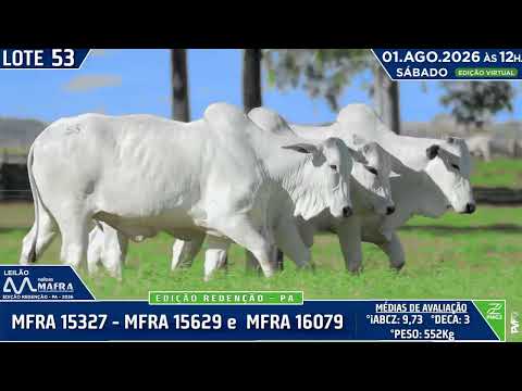 LOTE 53   MFRA 15327   MFRA 15629 e MFRA 16079