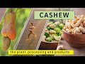 Cashew - the plant, processing and products | Sri Lanka