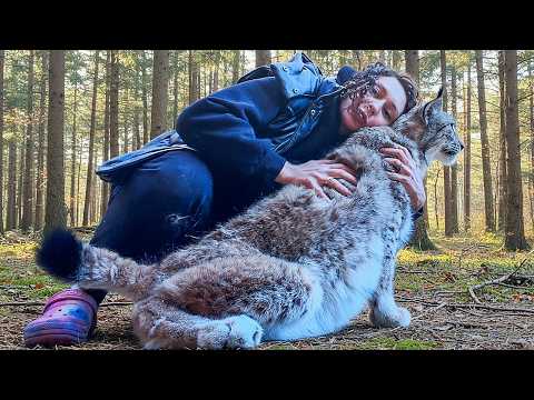 CATCHING WILD SAND HYBRID Glasha / Cuddling with lynxes / Bobcat Rufus swears
