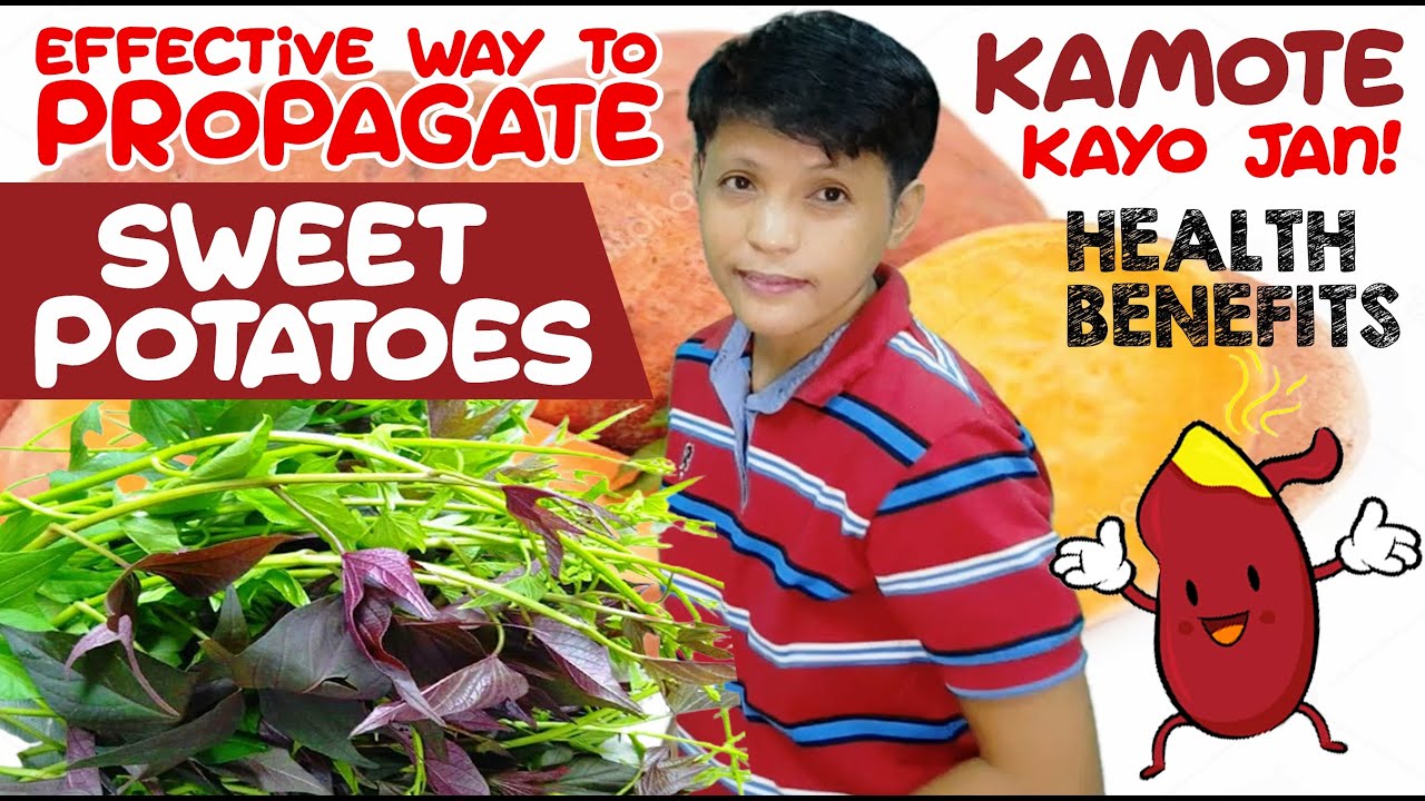 KAMOTE KA! PLANTING KAMOTE/TALBOS NG KAMOTE/HEALTH BENEFITS YouTube