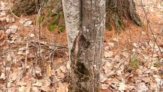 Trees - structural pruning and young tree training
