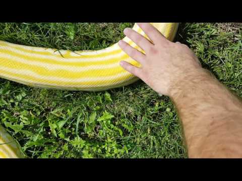 Burmese python hypo albino labirynth female