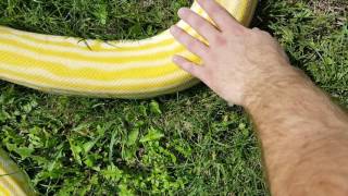 Celebrity Burmese python hypo albino labirynth female Wealth