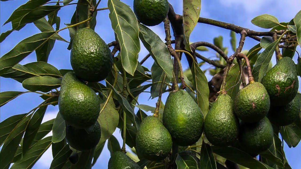 Avocado Trees From Four Winds Growers