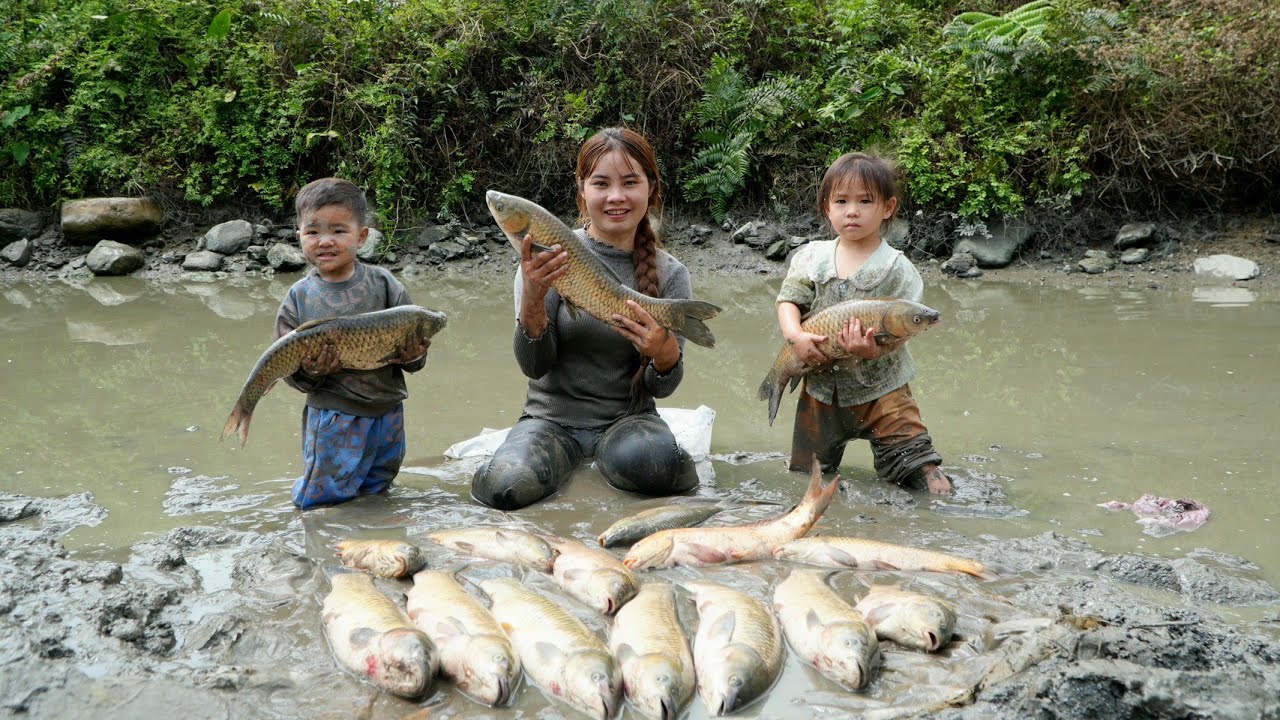 How to drain a pond to catch giant fish along with its small son to sell - taking care of piglets