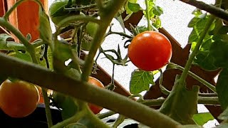 Overwinter Your Tomato Plants!