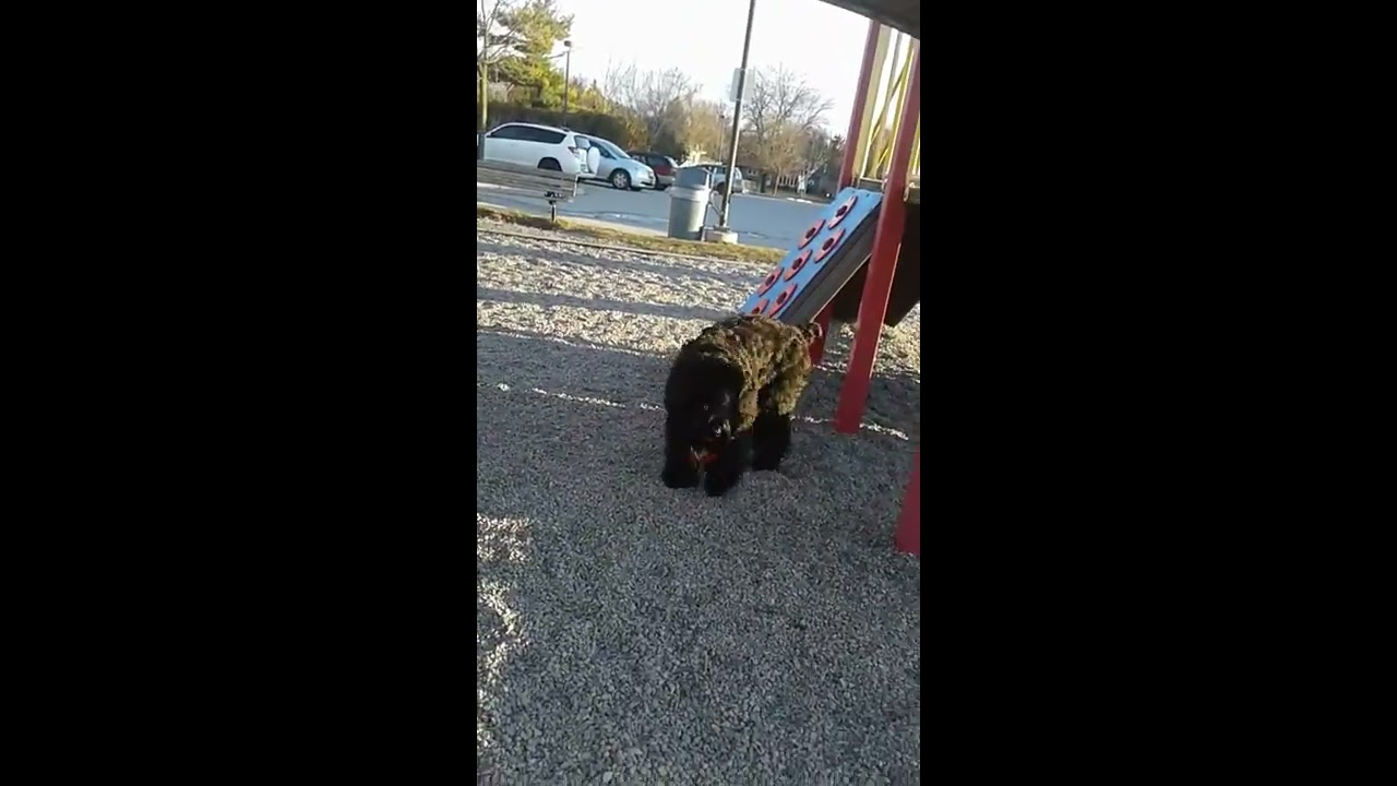 BRT VIva (Midnight Solo Haviva Desagres) Nose Work practice, Exterior Search