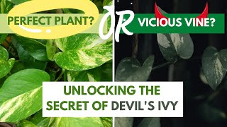 Unlocking The Secret of Devil's Ivy: Perfect Plant or Vicious Vine?